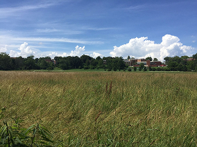 Imagen de un campo verde